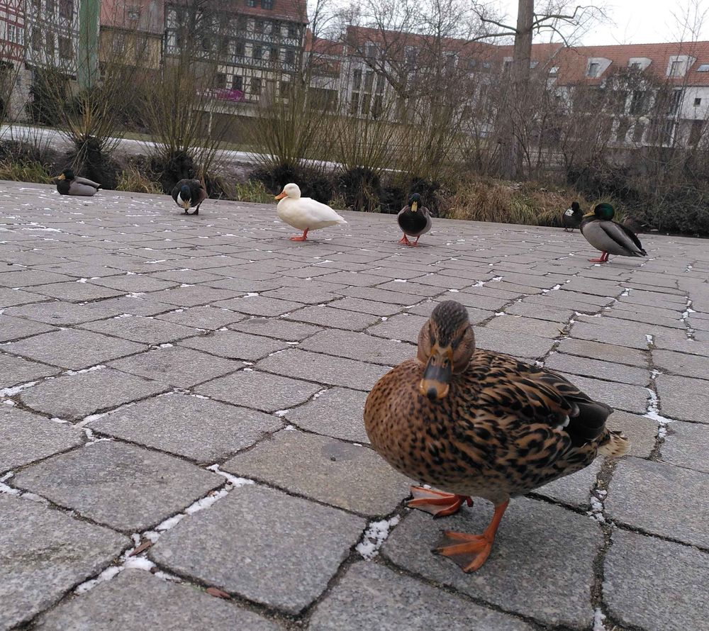 Ein Rudel Enten an der Krämerbrücke. Die Anführerin fordert eindringlich Haferflocken (o.k. dass ist hinein interpretiert, aber sie guckt so bedrohlich wie es nur Amseln an leeren Futterhäusern vermögen)