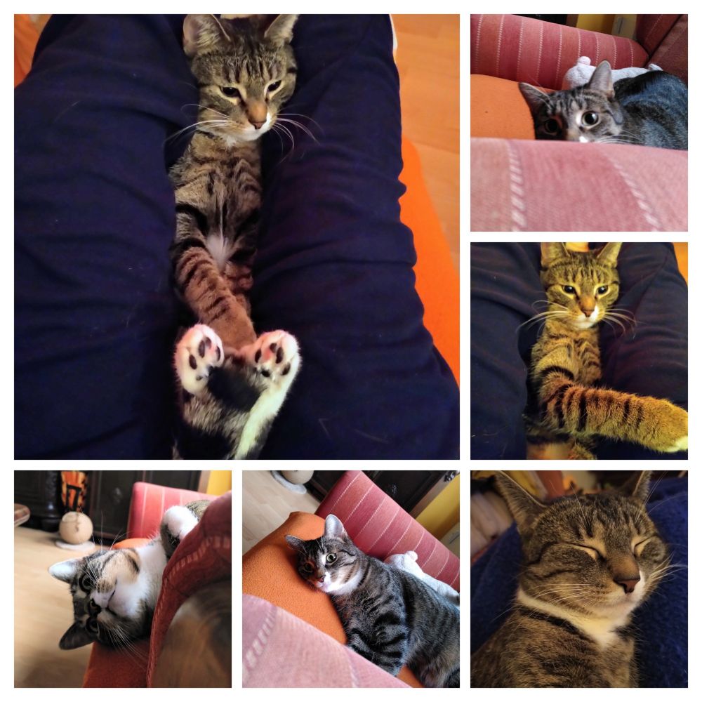 Eine Collage von Katzen-Fotos. Sechs Bilder, die immer dieselbe gestreifte Katze zeigen. Die Katze räkelt sich dabei immer auf der Couch oder auf Beinen, die auf der Couch liegen.
Und auch wenn das Folgende sehr subjektiv ist, muss hinzugefügt werden, dass es die niedlichste und beste Katze der Welt ist. Ihr Name ist Ellie.