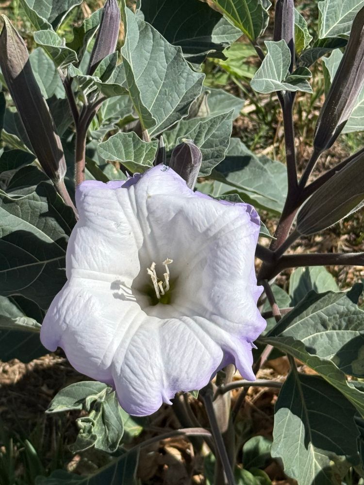 Closeup of a blossom on datura plant