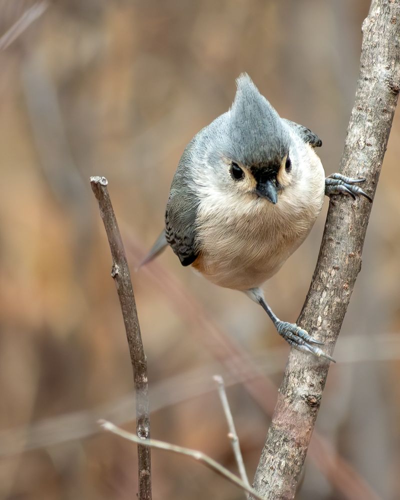 Tufted titmouse perched on a small branch and staring directly into the viewer