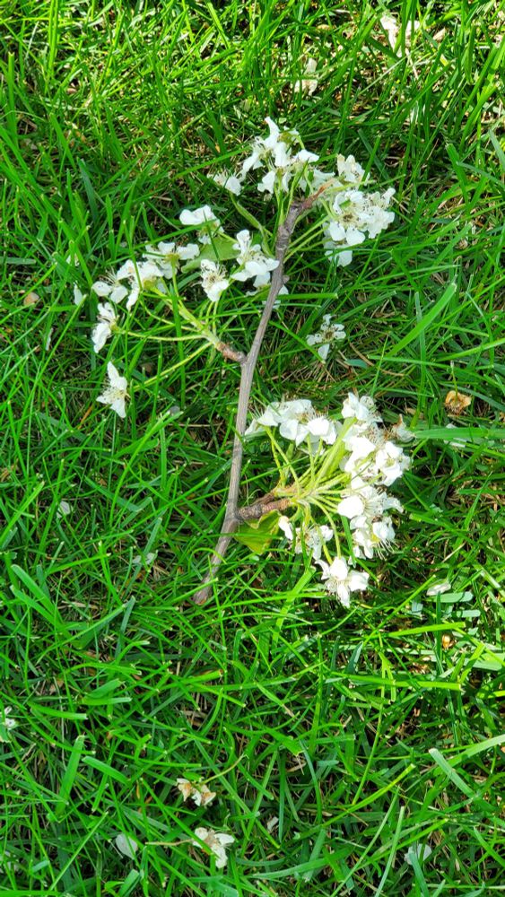 A sprig of a flowering tree with small white flowers that has fallen to the ground , which is covered in healthy green grass.