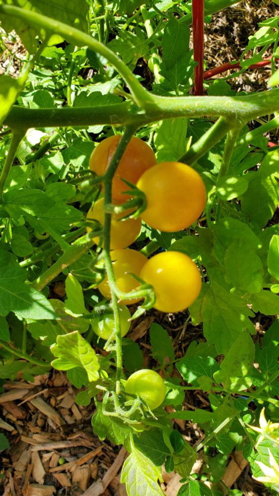 A cluster of small cherry or grape tomatoes on the vine.