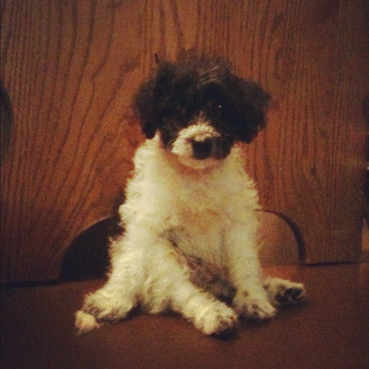 A small black and white poodle mix puppy, sitting on its behind. 