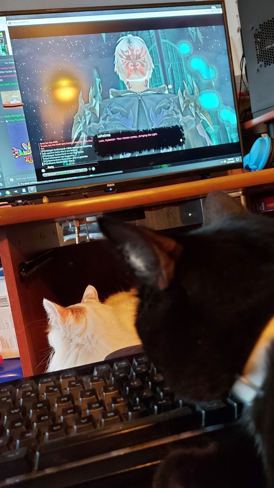 a pictur of a black cat and a white cat cuddles up on katalina's lap while she plays final fantasy 14