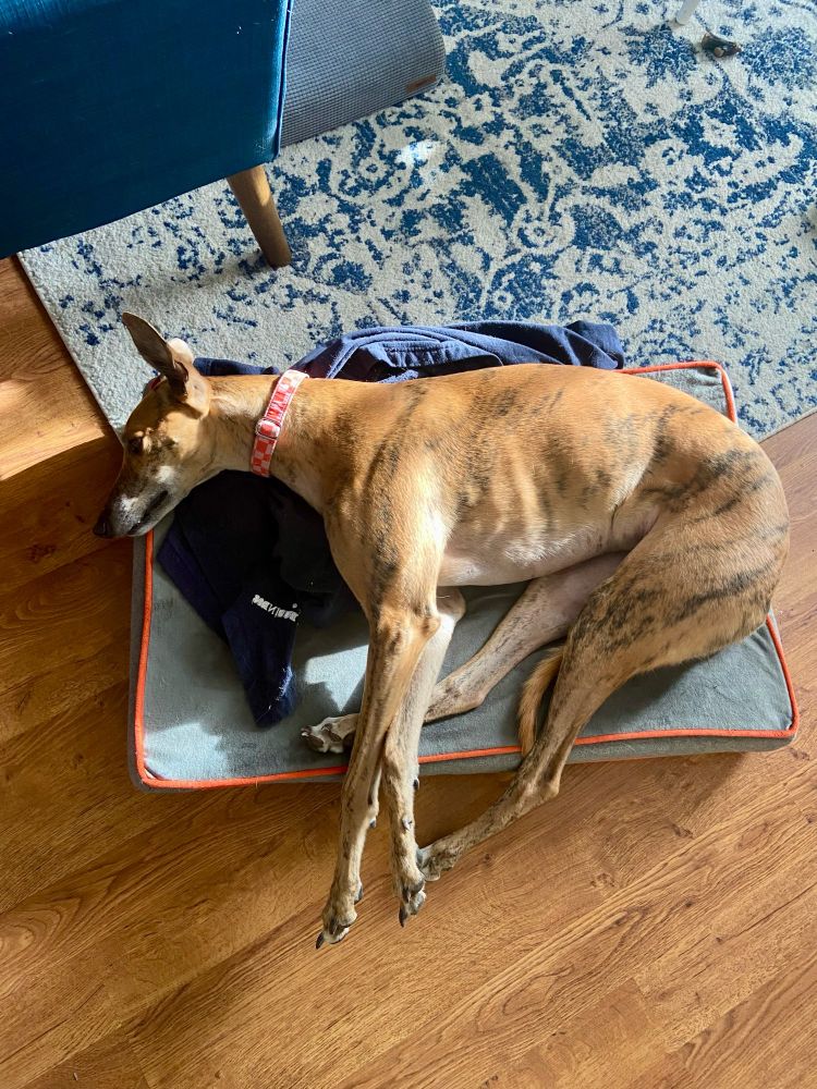 Red brindle greyhound curled up on dog bed