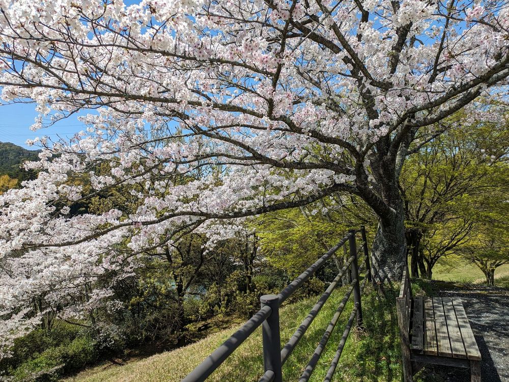 桜 (ベンチ)