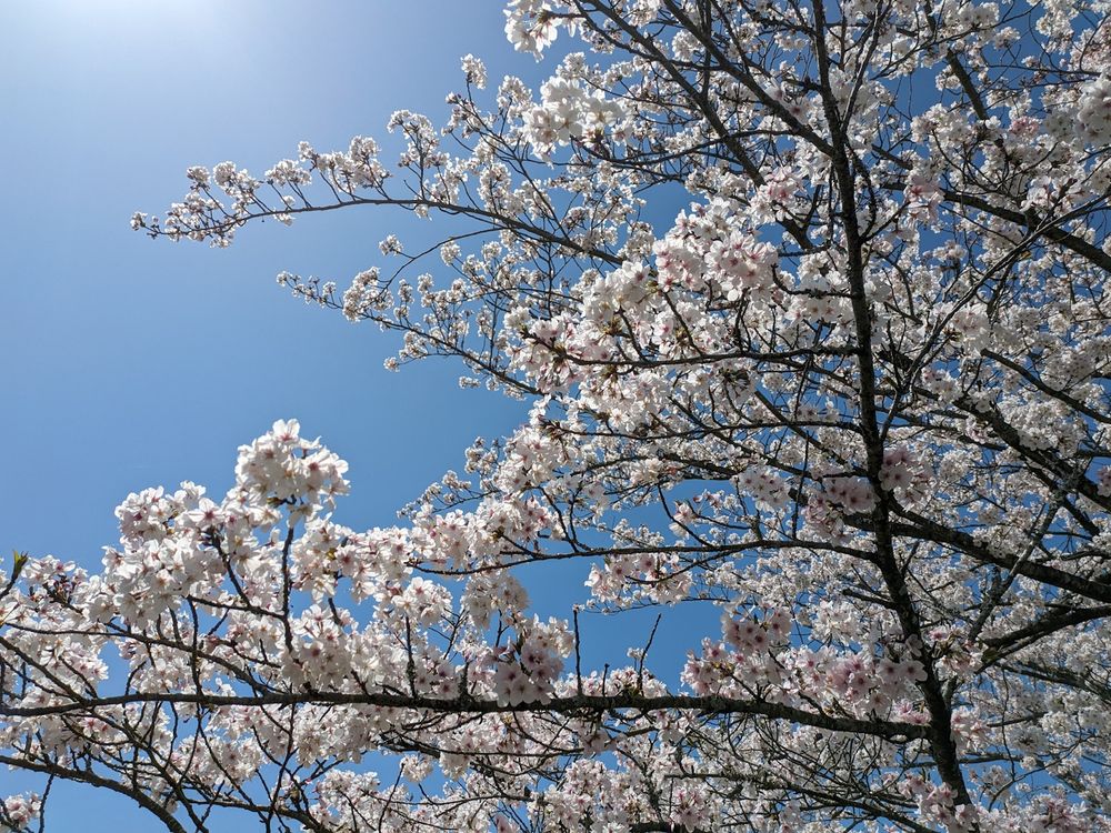 桜 (青空)