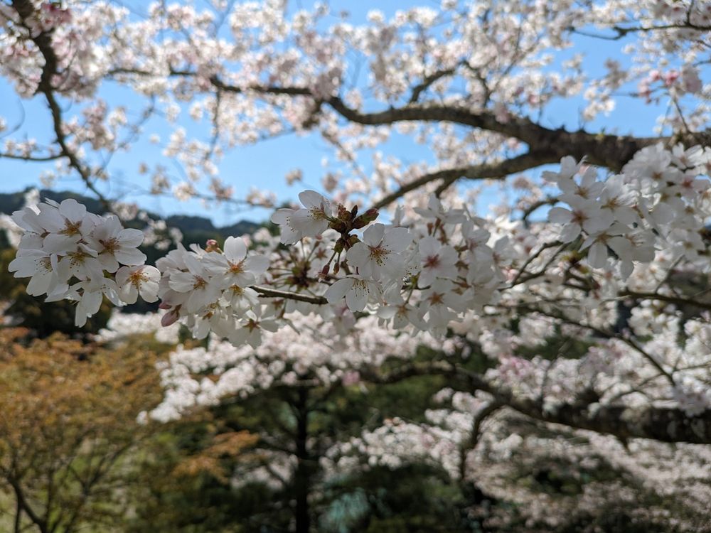 桜 (アップ)