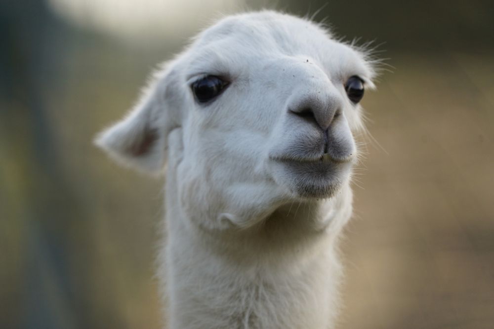 Portrait of a white llama, ears flattened as it looks at the camera.
"one more step and I spit. Your choice"