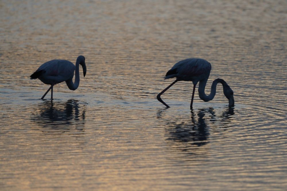Two flamingoes in shallow water.
