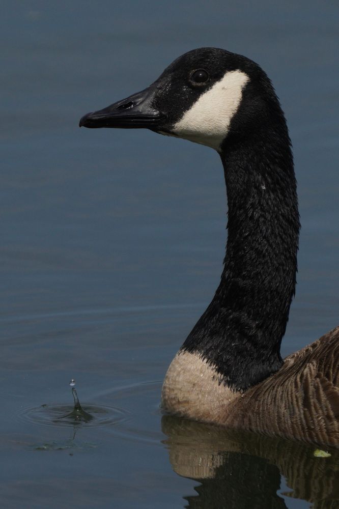 Portrait of a Canada goose with water dripping from its beak