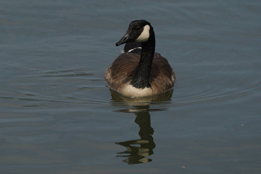 A large bird sitting on calm waters. Brown wings, a black neck and head with white cheeks. Very expressive black eyes.  