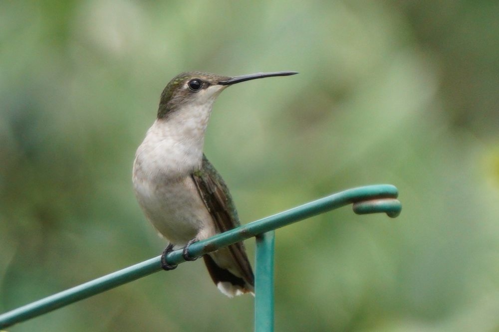 White throat. All other feathers are a shimmer of greens and greys, with some blues mixed in and white at the tip of the tail. She is sitting facing the camera.