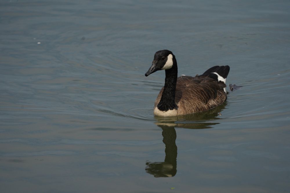 A large bird sitting on calm waters. Brown wings, a black neck and head with white cheeks. Very expressive black eyes. 