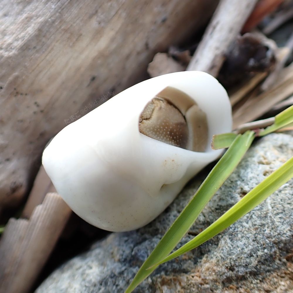 大きめの貝にすっぽり隠れるヤドカリ / Nature photography