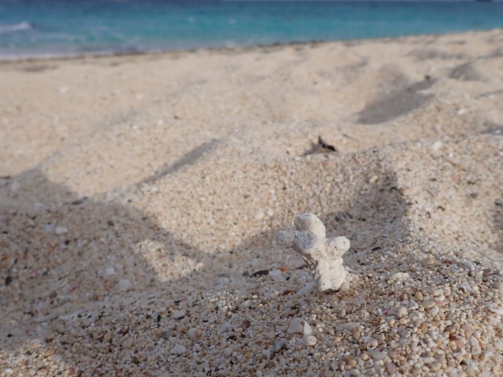 浜にサンゴ礁の欠片が刺さってる。奥には海。