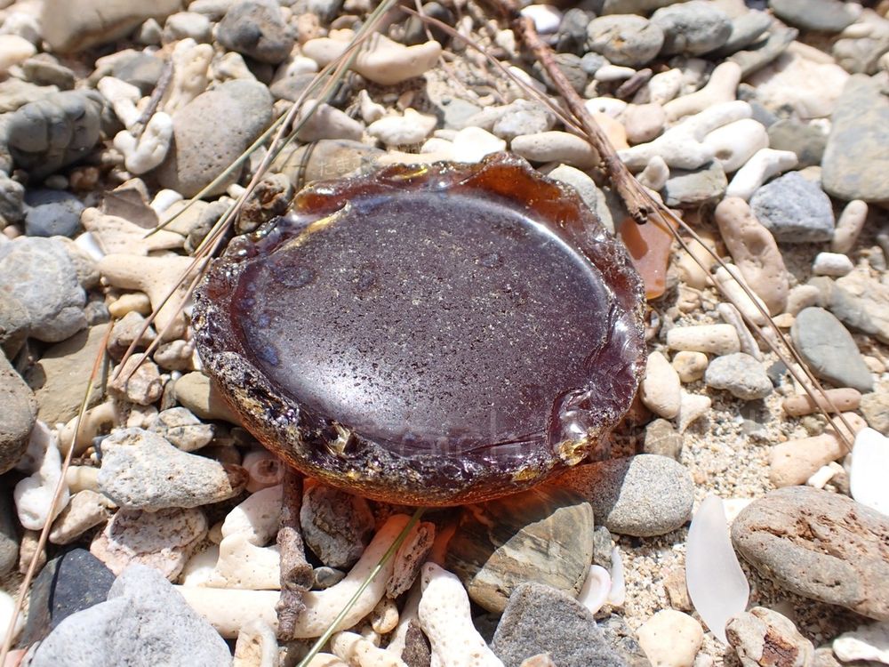 浜散歩中に遠くからみたらアワビが落ちてるようにみえた、茶色い瓶の底。