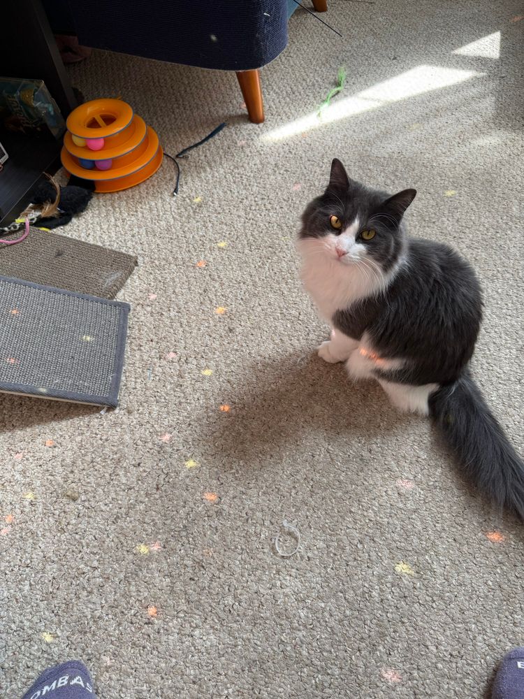 Fergus, a white & grey long-haired kitten, sitting on the carpet. She’s surrounded my dots of light from a disco ball. 