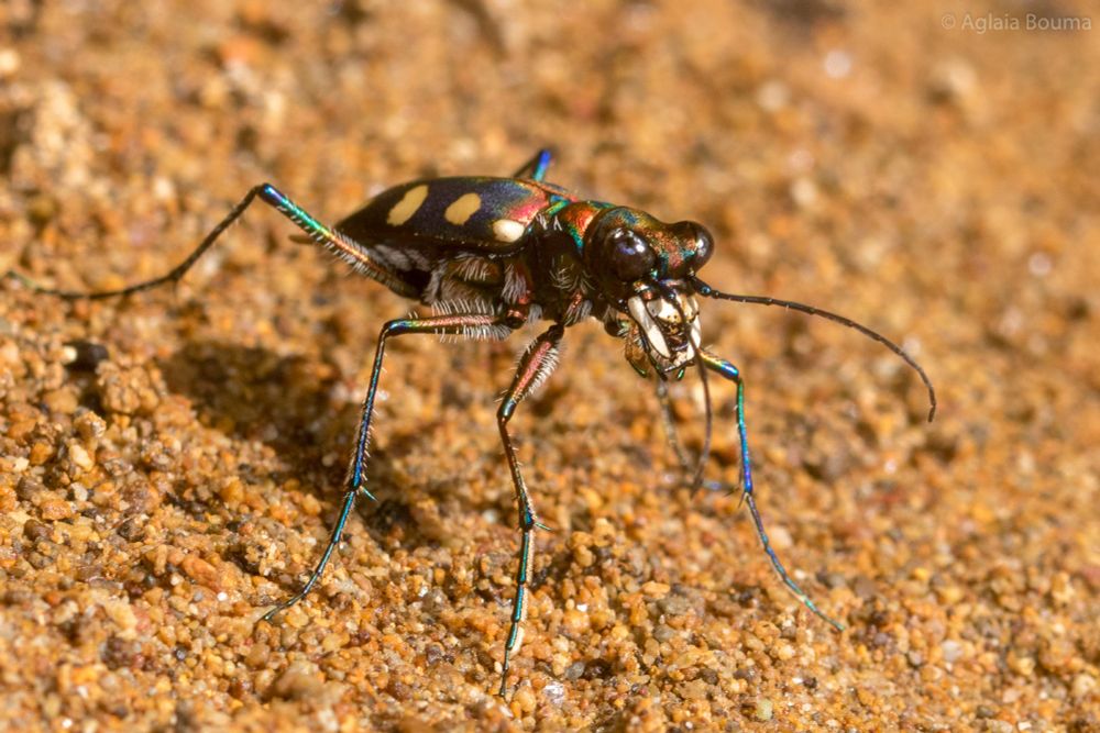Cicindela aurulenta