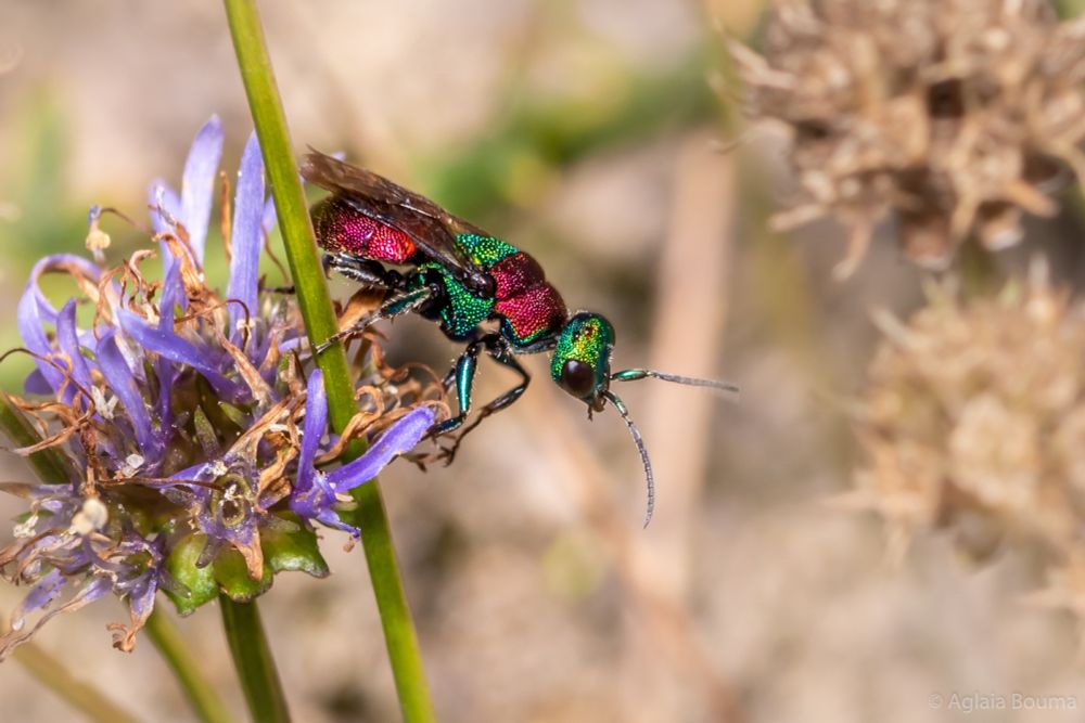 Hedychrum nobile