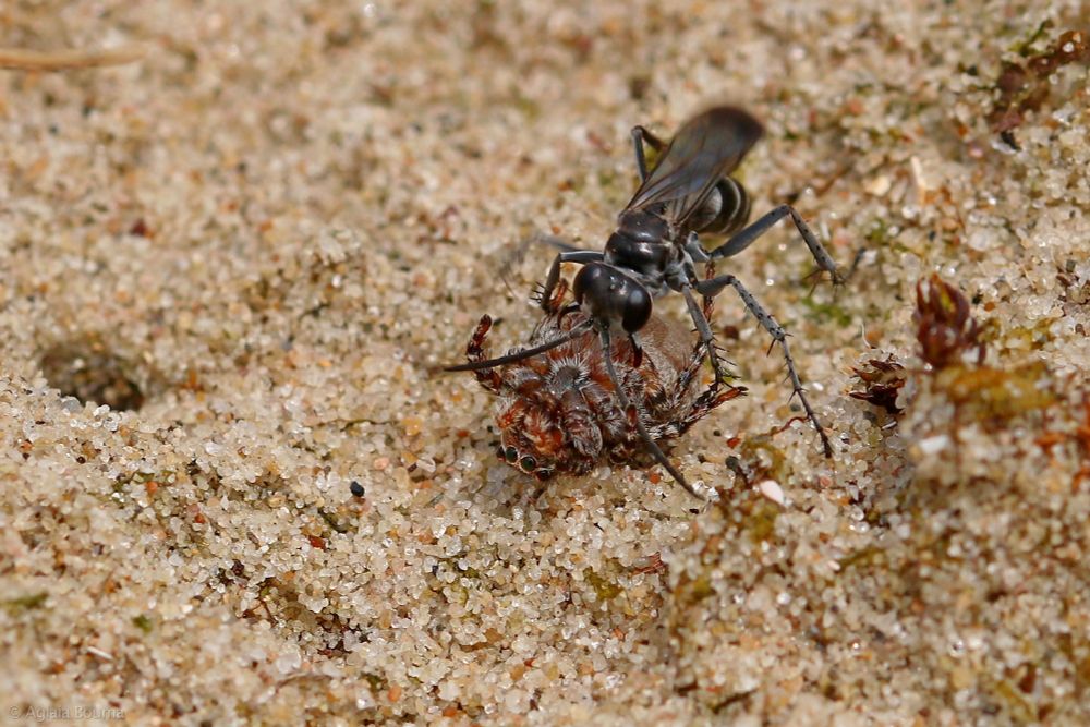 Pompilus cinereus
