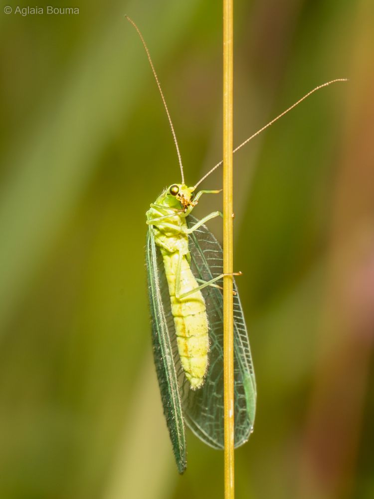 Chrysoperla carnea s.l.