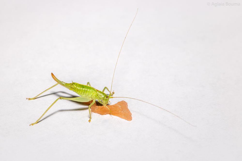 Meconema meridionale