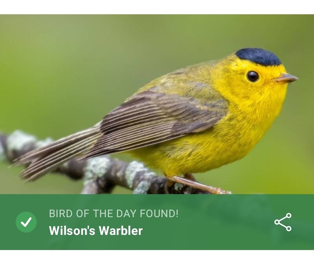 bird of the day (wilson's warbler) found
