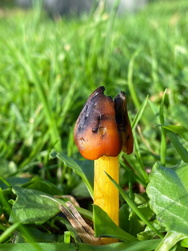 Hygrocybe conica is also known as Blackening Waxcap or Witch’s Hat as mushrooms pointed cap gradually turns jet black. Spooky factor 8/10