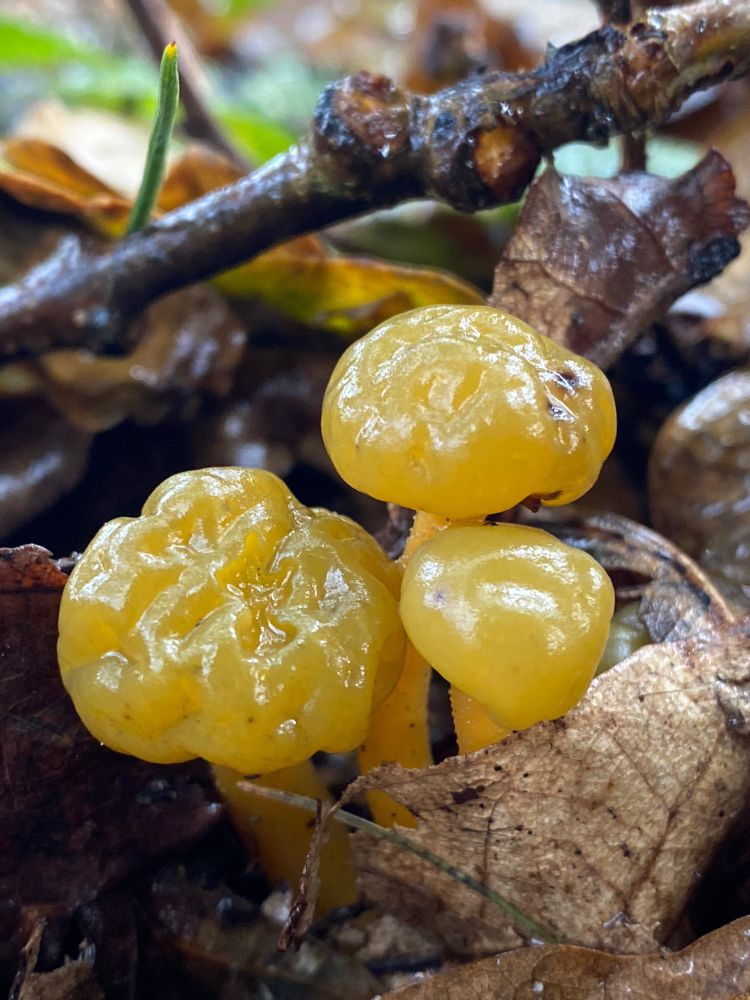 Jelly Babies. Close up photograph of Leotia lubrica, commonly known as Jellybabies. Small, yellow, rubbery looking fungi, which are quite common but also rather difficult to spot in leaf litter. These were under a mixture of pine and oak.