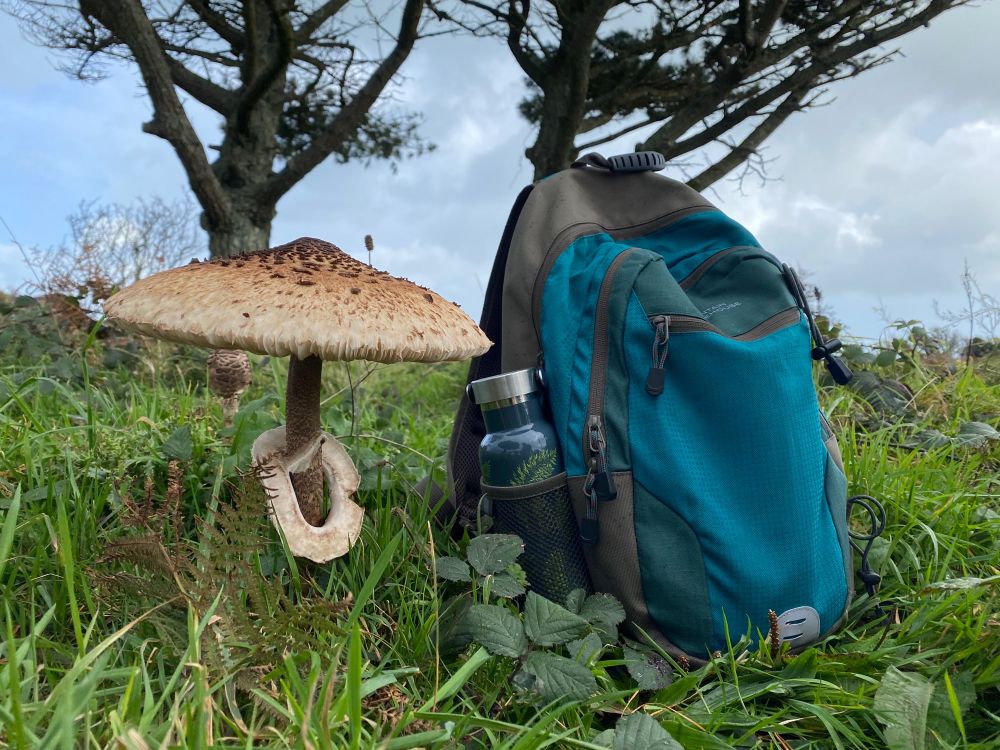 The parasol mushroom stands next to a green-blue rucksack. They are of nearly similar size.