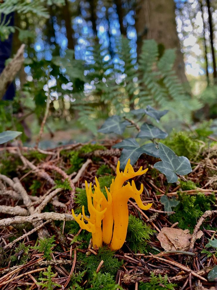 Yellow Stagshorn (Calocera viscosa) surrounded by moss and Ivy on a woodland floor. This jelly fungus always grows on rotting conifer wood and gets its name because the small fruiting body resembles deer antlers. Calocera means ‘beautiful and waxy’ and viscosa means ‘viscous’ or ‘sticky’