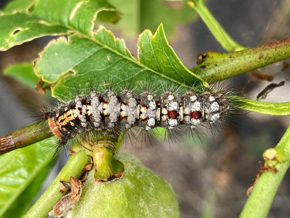 Hairy caterpillar probably Acyphas species.