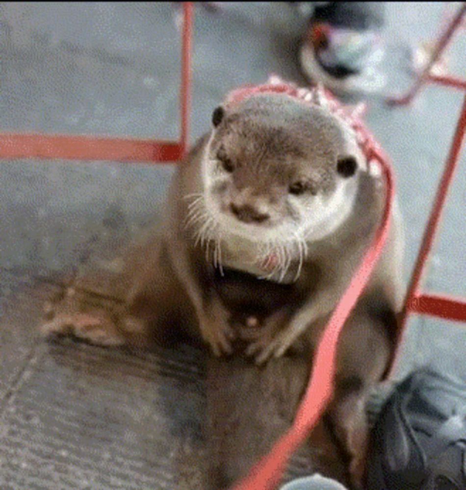 an otter wearing a red leash is sitting on a rock