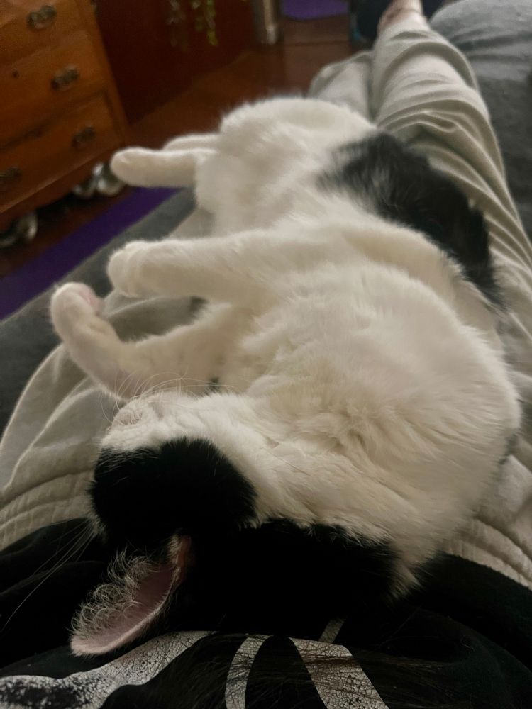 black and white kitty lying on his back laying on me as i lay down 