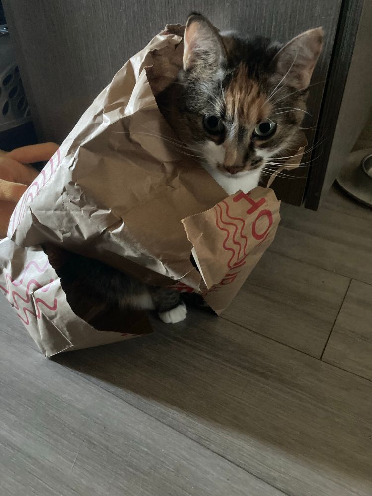 Prudence the softest cat has succeeded in her dogged struggle to be inside the paper bag she gleefully destroyed earlier