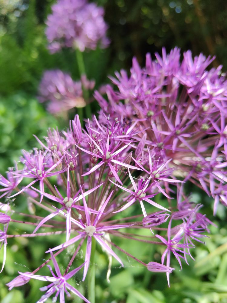 Allium-Blüte, blau und strahlend
