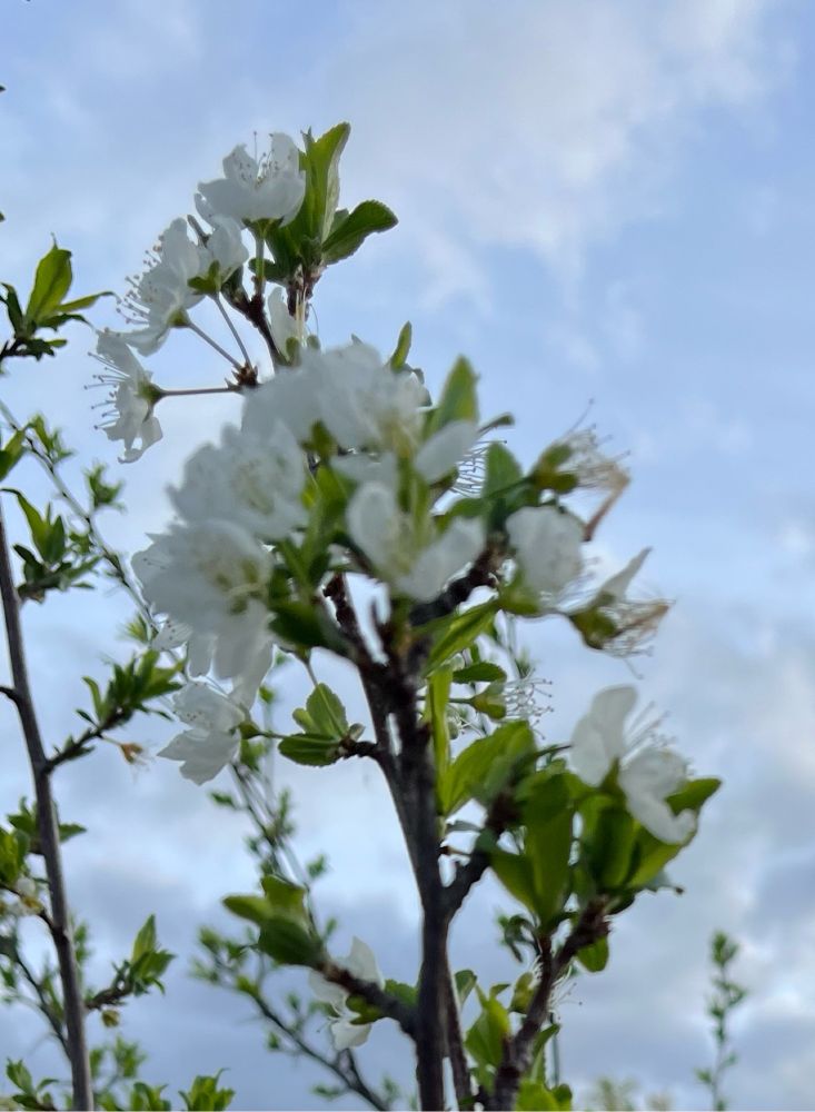 Plum tree blossoms against dusky sky