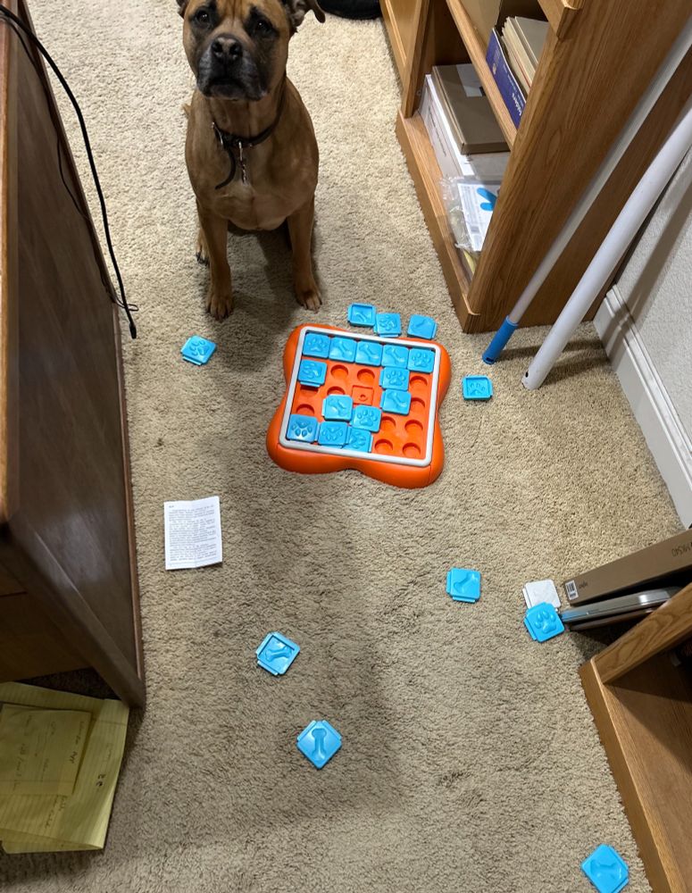 Golden pitbull with black muzzle sitting and staring up forlornly while snack puzzle is in pieces around him