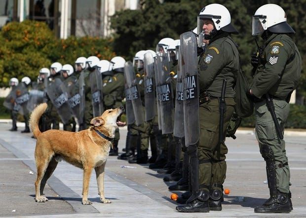 Loukanikos - aka the sausage aka greek riot dog aka the dawn of the golden dawn aka cute dog - barking at a row of riot cops during an anti austerity riot.