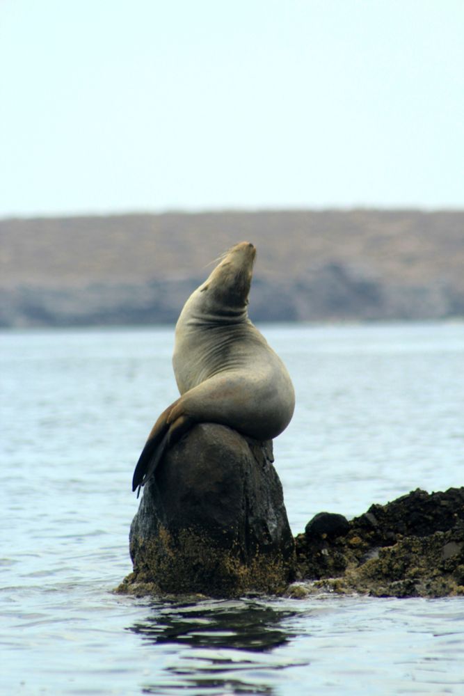 This photo by Alejandro Solis shows a Sea lion resting on a rocky outcrop in the Galapagos Islands, surrounded by calm ocean water with a blurred shoreline in the background.