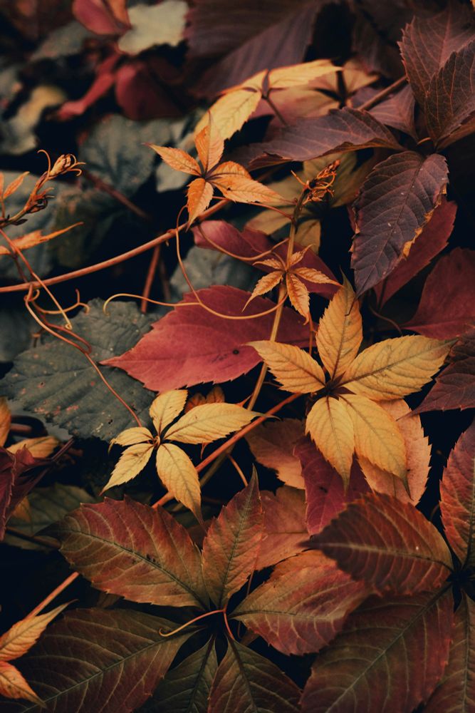 This photo by Racim Amr shows autumn leaves in shades of orange, yellow, and deep red, highlighting the beauty of seasonal change in nature.