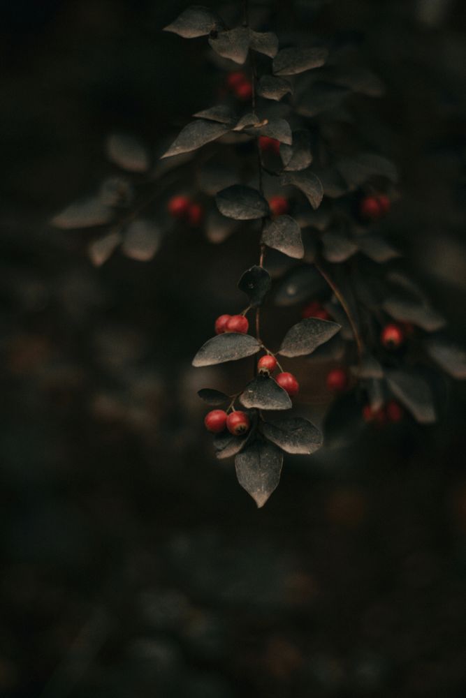 This close-up photo by Marya Volk shows a thin branch with dusty gray-green leaves and small red berries, set against a dark, blurred background.