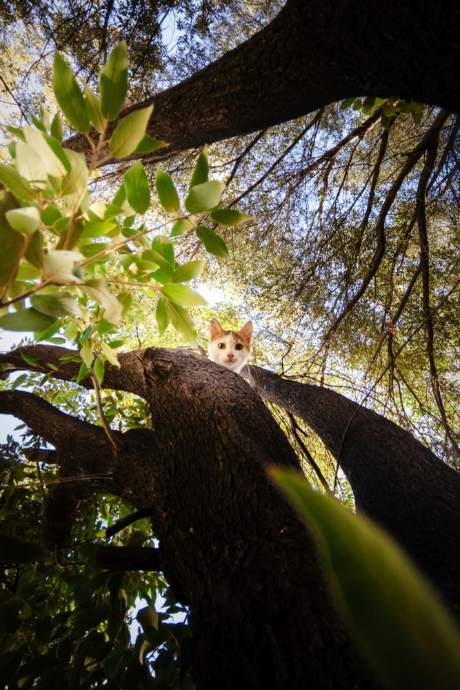 This photo by Alexandros Giannakakis shows an orange and white cat peeking down from a tree branch surrounded by green leaves and sunlight in a lush forest setting.
