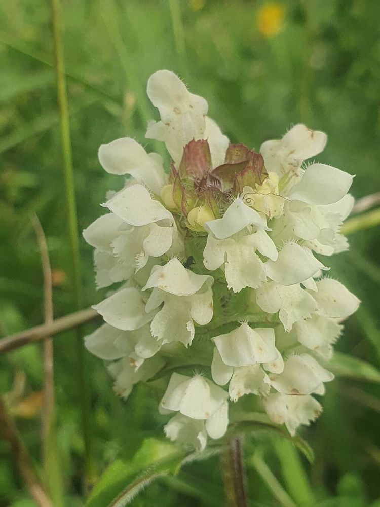fleur - Fabi comme image exemple pour le résultat suivant: Pl@ntNet identifie (à 95.11%) Prunella laciniata (fam Lamiaceae) com. Brunelle blanche, Brunelle laciniée, Brunelle laciniee