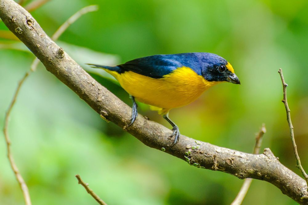 BioClip identify (at 77.38%) Euphonia hirundinacea genus:Euphonia (fam. Fringillidae) com. Yellow-throated Euphonia

Avibase flickr
https://tinyurl.com/295mcutc
Image Unsplash details :
exif:NIKON CORPORATION, NIKON D700
location:La Fortuna, Provincia de Alajuela, San Carlos, Costa Rica
keywords: animal, wildlife, bird, costa rica, blue jay, bluebird, canary, finch, jay, la fortuna, san carlos
updated: Sat Oct 25 2025 11:59:34 GMT+0200 (Central European Summer Time)
