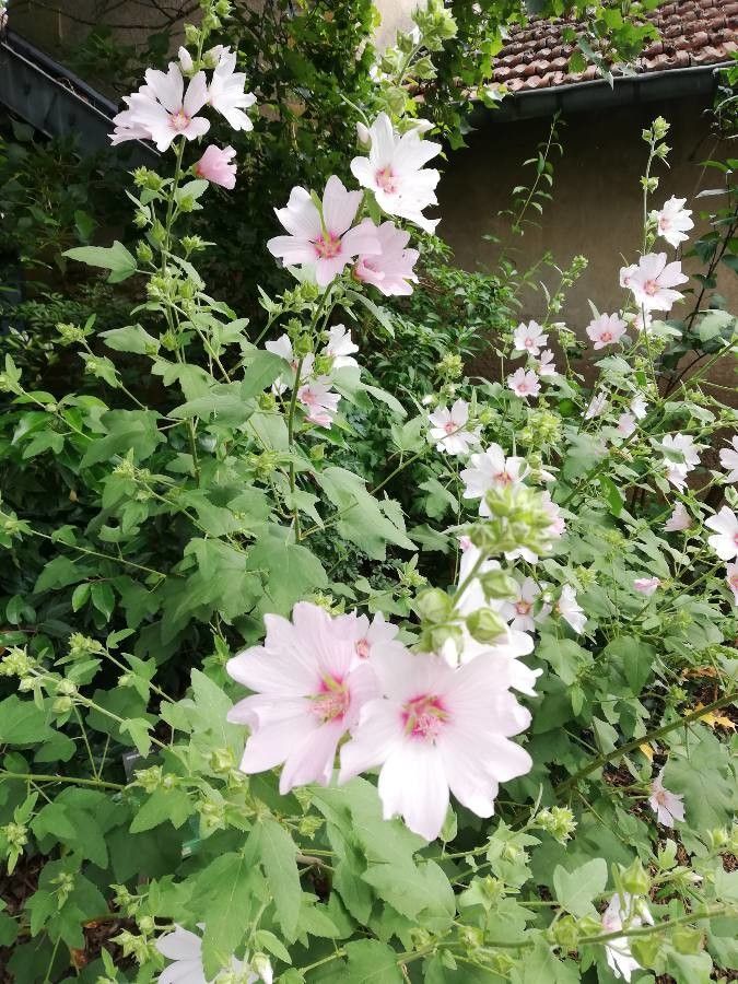 fleur - Béatrice C comme image exemple pour le résultat suivant: Pl@ntNet identifie (à 38.14%) Malva thuringiaca (fam Malvaceae) com. Mauve de Thuringe, Lavatère de Thuringe