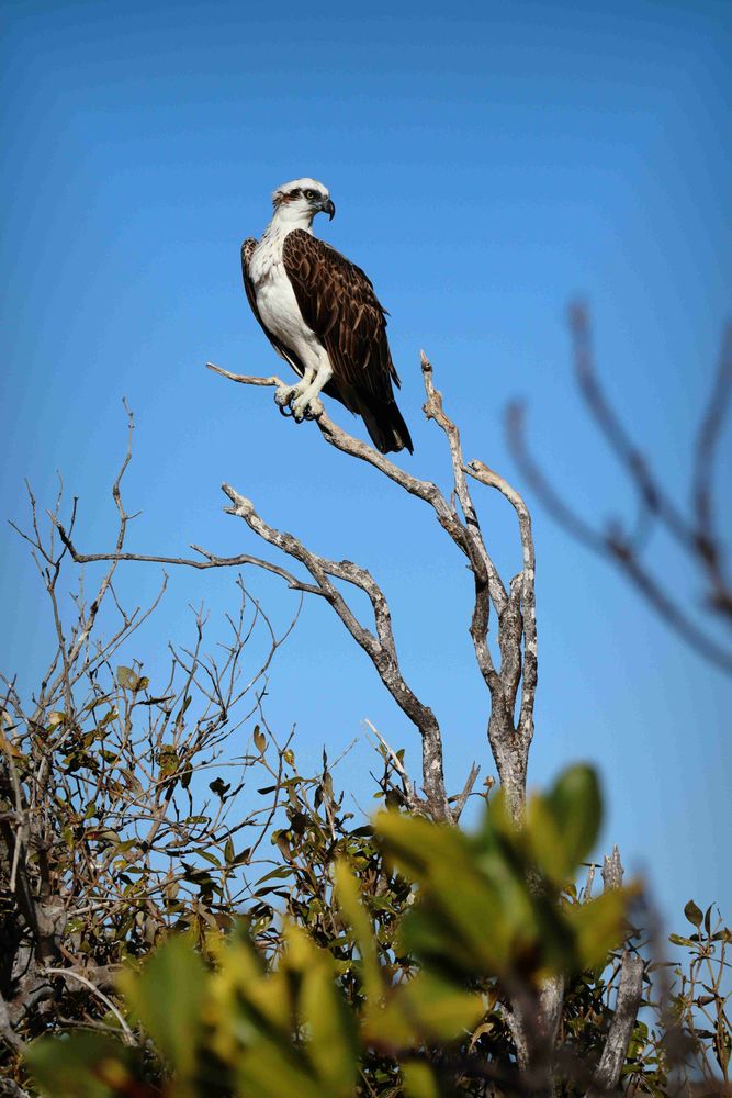 BioClip identify (at 97.46%) Pandion haliaetus genus:Pandion (fam. Pandionidae) com. Osprey

Avibase flickr
https://tinyurl.com/2cdke9x3
Image Unsplash details :
exif:Canon, EOS M50
location:Yardie Creek, Cape Range National Park Western Australia, Australien
keywords: bird, wildlife, sharp, osprey, bird of prey, animal, blue, eagle, hawk, vulture, buzzard, australien
updated: Tue Oct 28 2025 05:00:04 GMT+0100 (Central European Standard Time)
