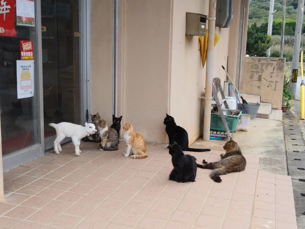 A bunch of cats outside a building, along with a small goat.
