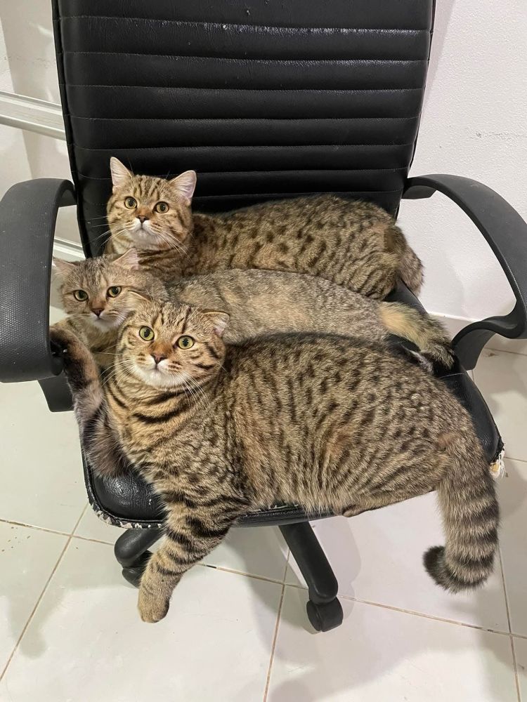 Three alarmingly large tabby cats are consuming the space on a leather chair, like a black hole consumes matter. Pray for them.